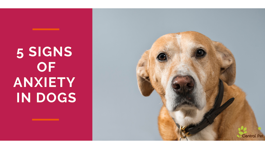 CP 5 Subtle Signs Of Anxiety In Dogs 